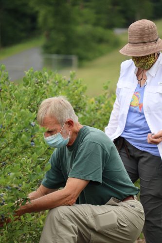 Blueberry farm’s opening offers needed time out